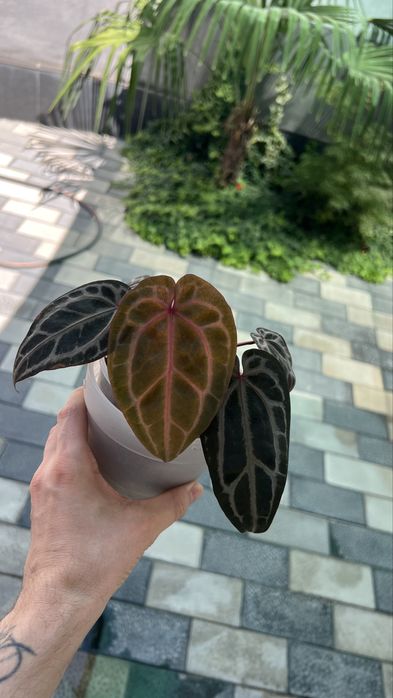 anthurium red crystallinum антуриум ред кристаллинум
