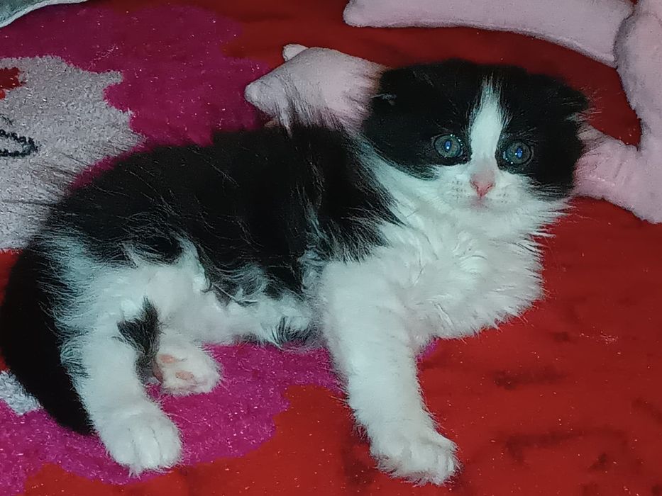 Котята вислоухие