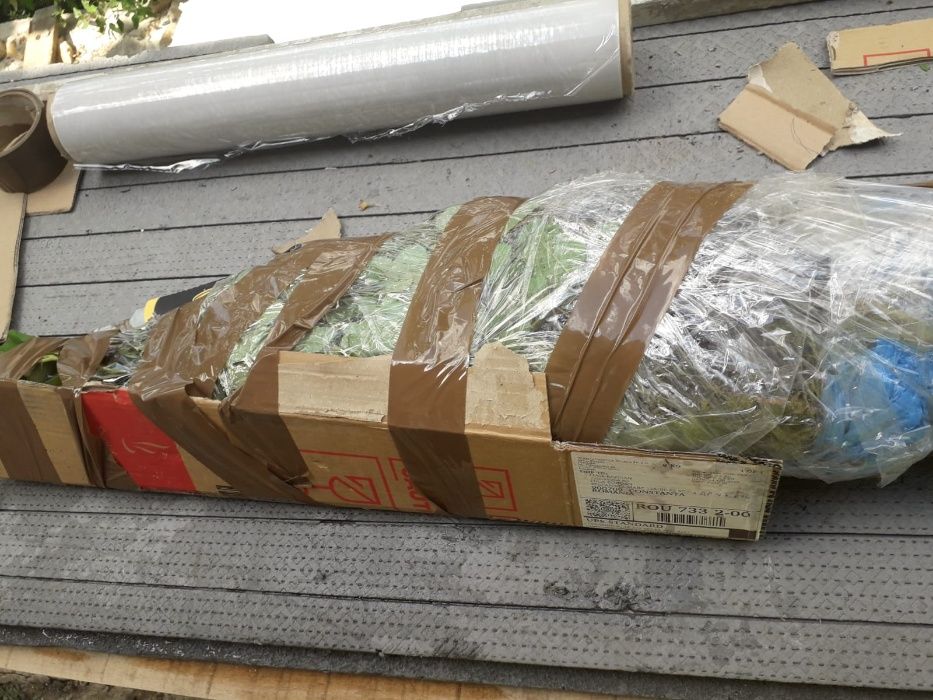 Trandafiri de dulceata din Bulgaria, varsta 2 sezoane pepiniera +Bonus