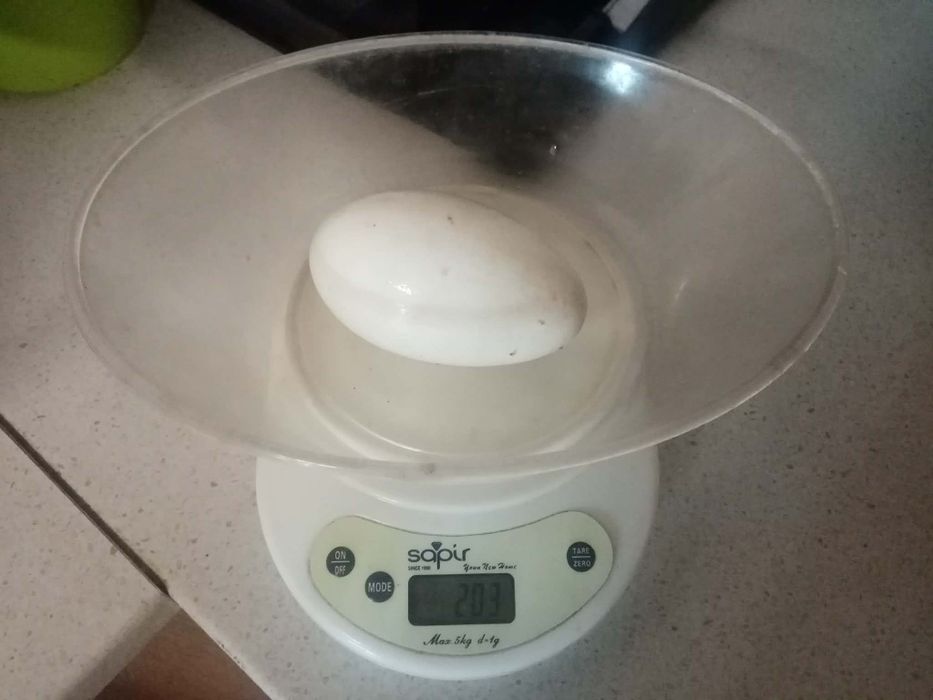 Инкубациони яйца от гъски