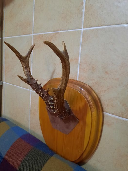 Рога косули, в отличном состоянии.