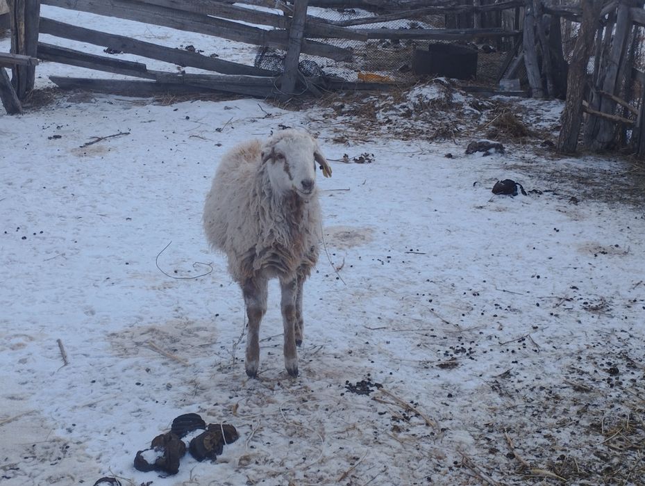 Қозы кепілдікпен