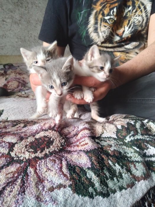 Отдам котят 2мальчика и девочка