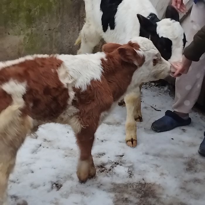 Vand un tauras si o vitea