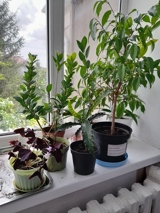 Цветы комнатные  разное