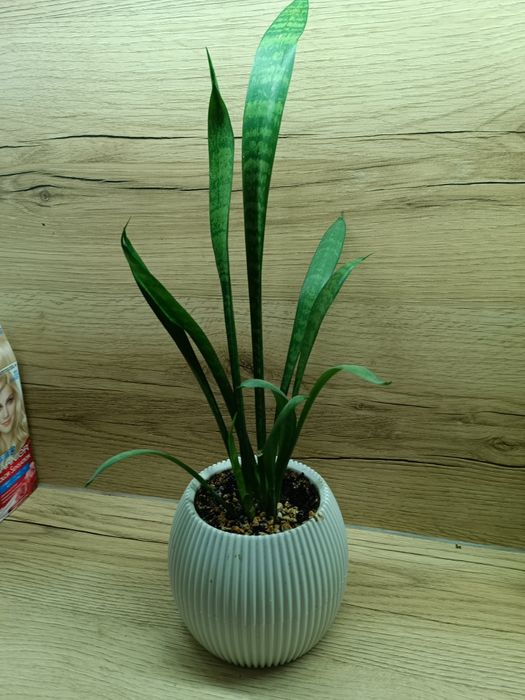 Сансерверия в кашпо