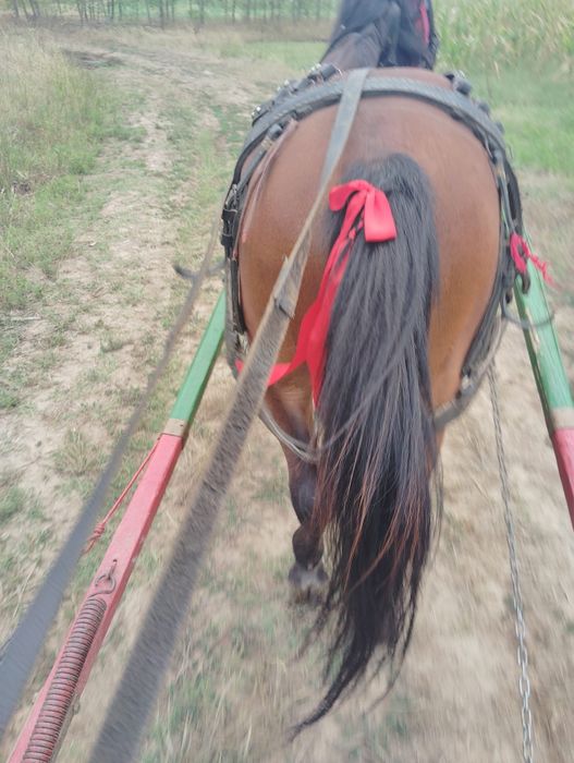 Cal de vânzare 6 ani sunt de acord pentru ori ce proba preț 80 mil