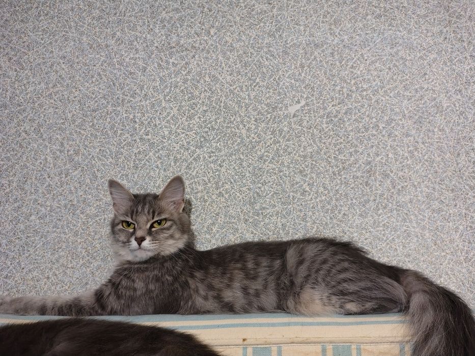 Отдам кошечек в хорошие руки