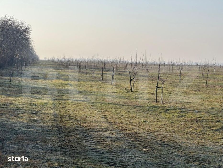 Ferma de nuci - teren agricol, zona Ivesti