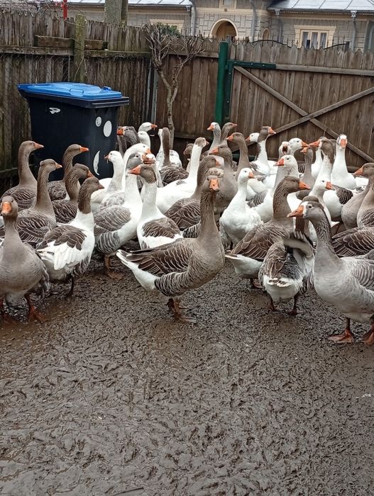 De vânzare gâște și gascani