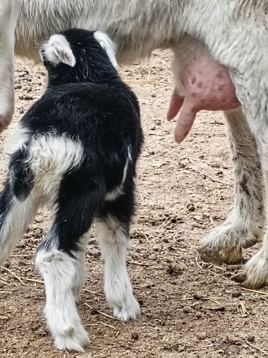 Орыс ешкі сатылады сүтті