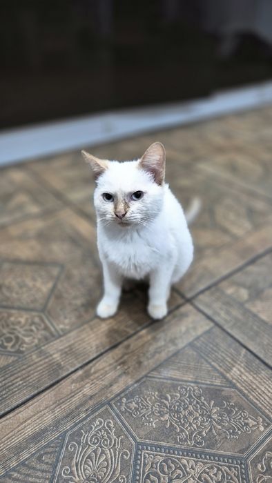 Отдам котёнка в добрые руки