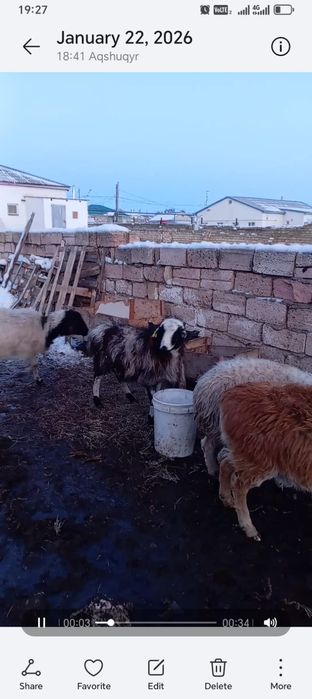 Буаз қойлар сатылады