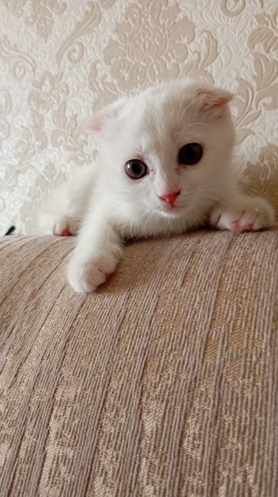 Продам пародистого котёнка