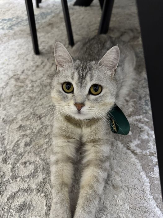 Кошка шотландская