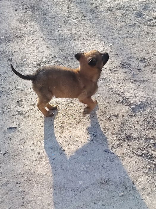 Малинуа кучук сотилоди аркак икки ойлик