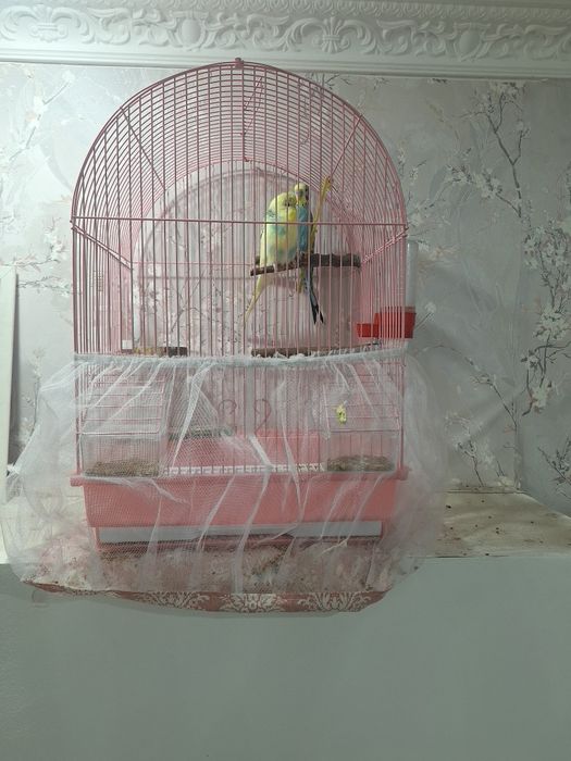 Попугайчики молодые девочка и мальчик