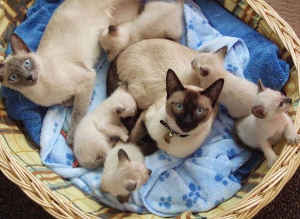 Чистокровные тайские котята, мальчики!
