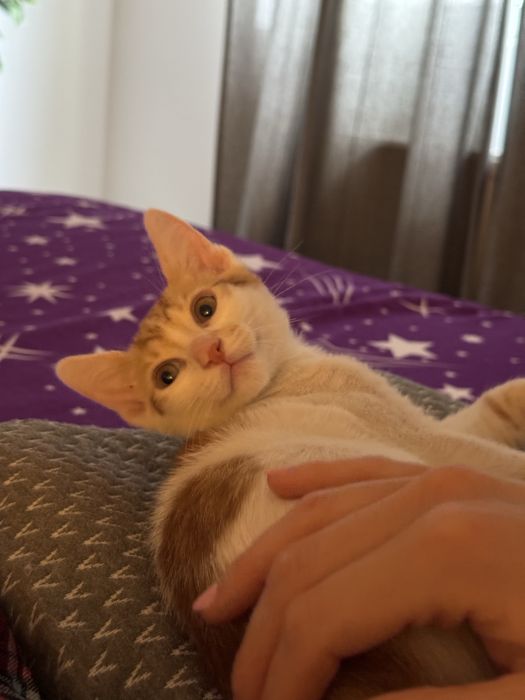 Puiuti de pisica pentru adoptie responsabila!
