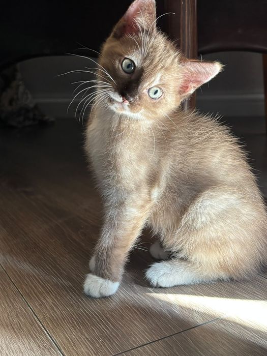 Котята ищут семью