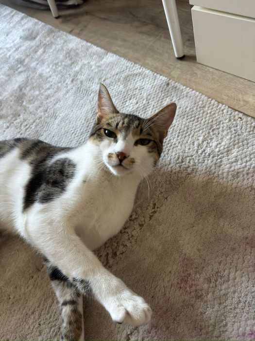 Отдам кота в хорошие добрые руки .