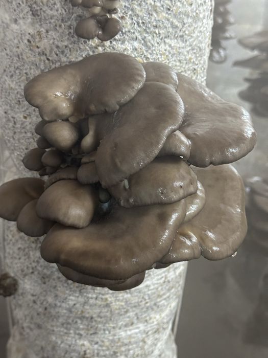 Qo’ziqorin sotiladi