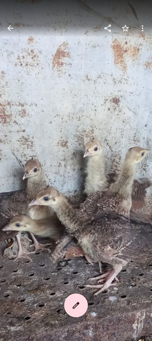Pui păun purtător de alb