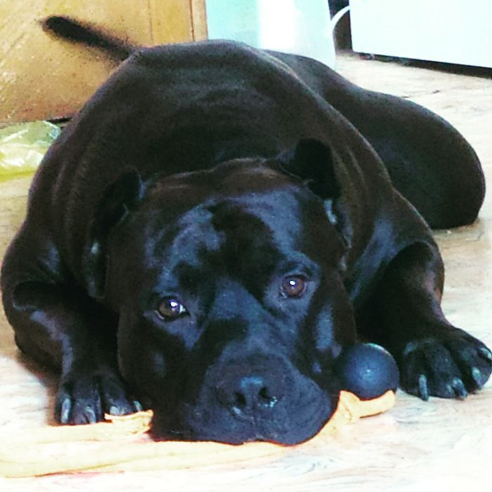 Вязка собак кабель