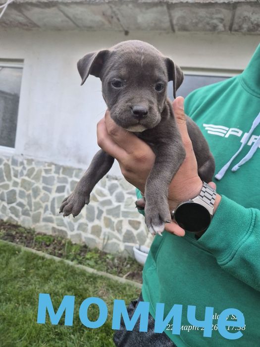 Малки чистокръвни сиви Питбули