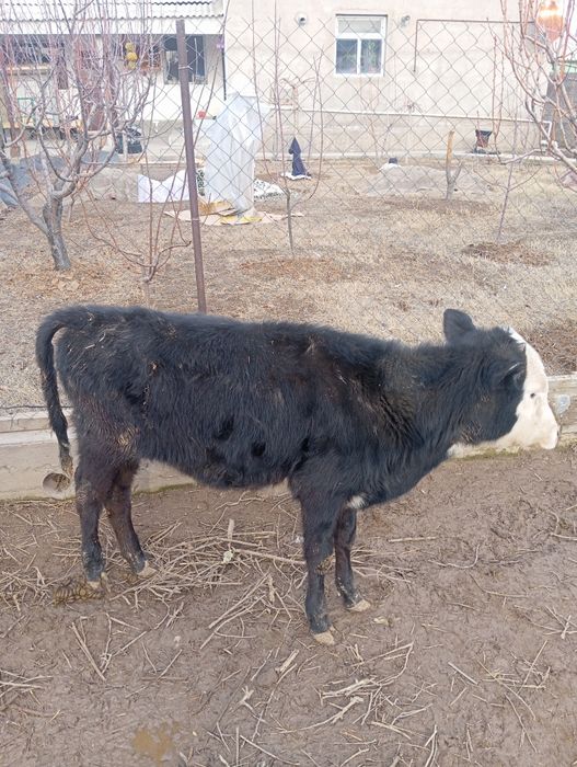 Животные бузоу теленок