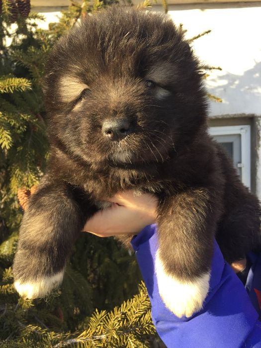 кавказята от шикарной пары