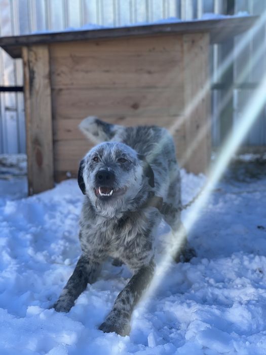 Собака в хорошие руки