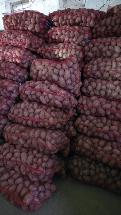 Cartofi de consum soi Alouette