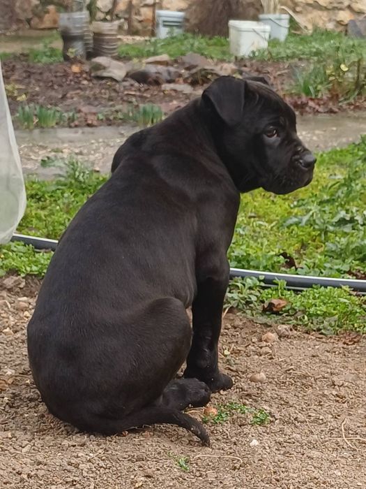 Кане корсо страхотно куче.