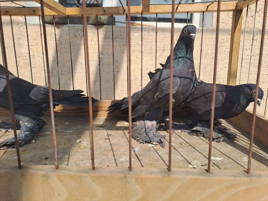 Голуби жучки молодые