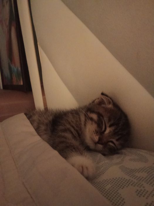 Милый котёнок продаётся!
Домашний, здоровый, очень ласковый и игривый.