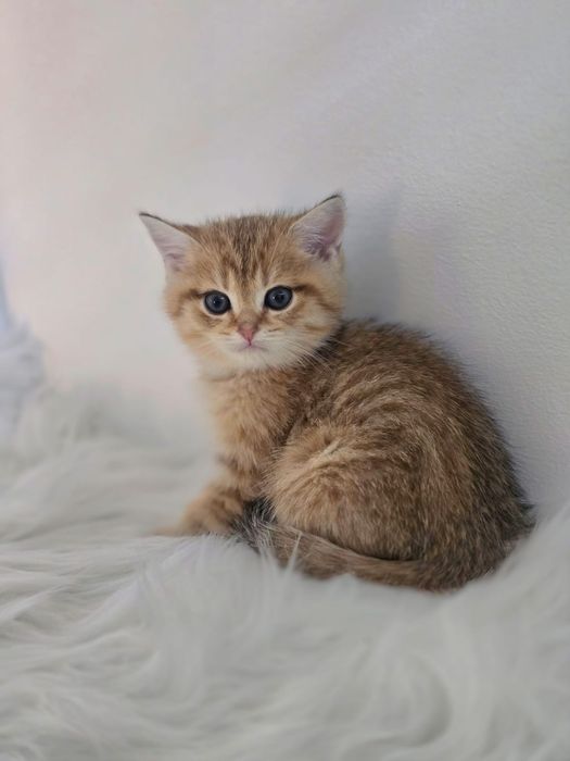 Котики британские шиншиллы