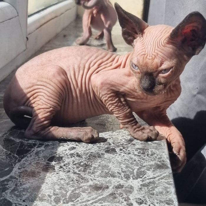Котенца, канадски сфинкс