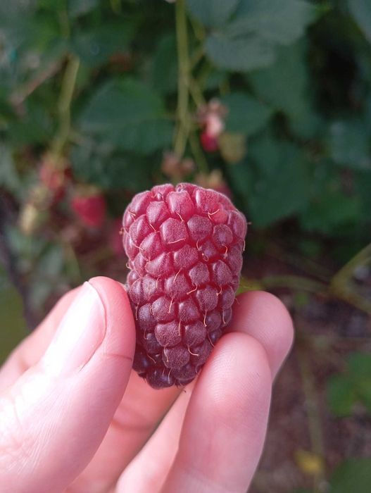 Producator Butași Tayberry  Hibrid rar, mur , capsuni remontante