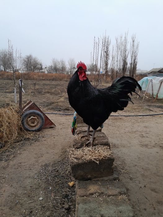 Австралорп черный