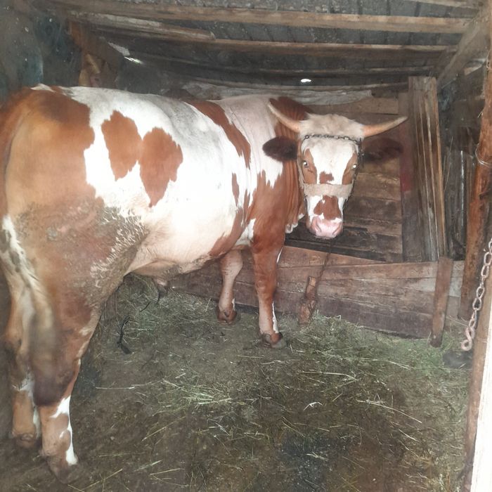 Vand doi tauri unul de un an si 8 luni si unul de doua luni