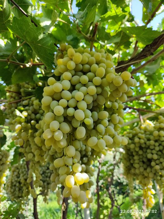 Участок в городе Навои