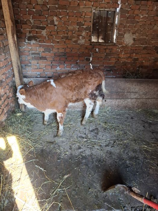 Vițea și tractor de vanzare