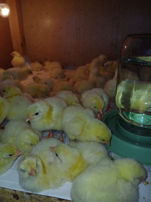 Продам цыплят 7 суток