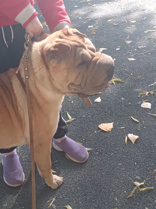 Шарпей кобель для вязки 2 года.