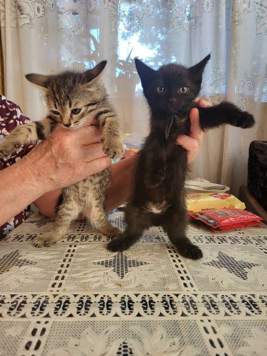 Пришахтинск.Котят в добрые руки.