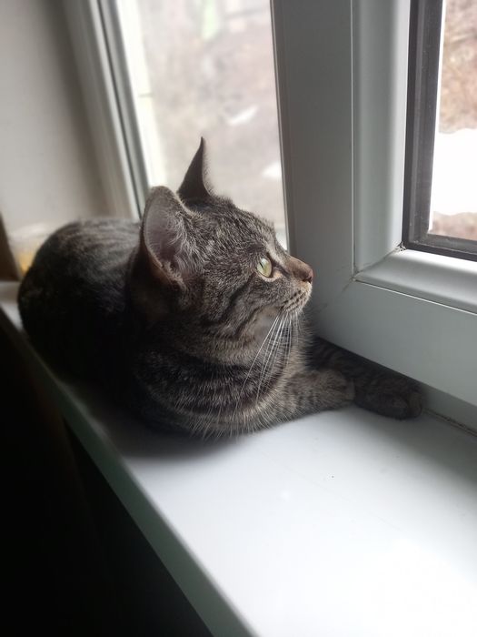 Отдам кота ему год