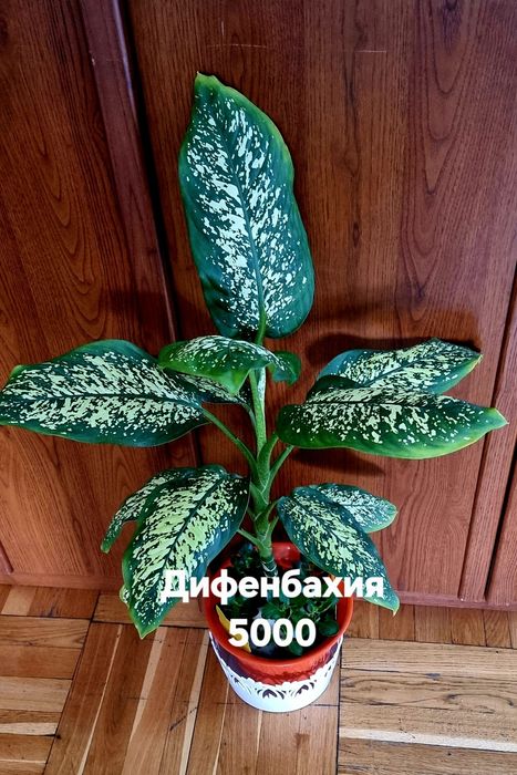 Комнатные растения от 5000