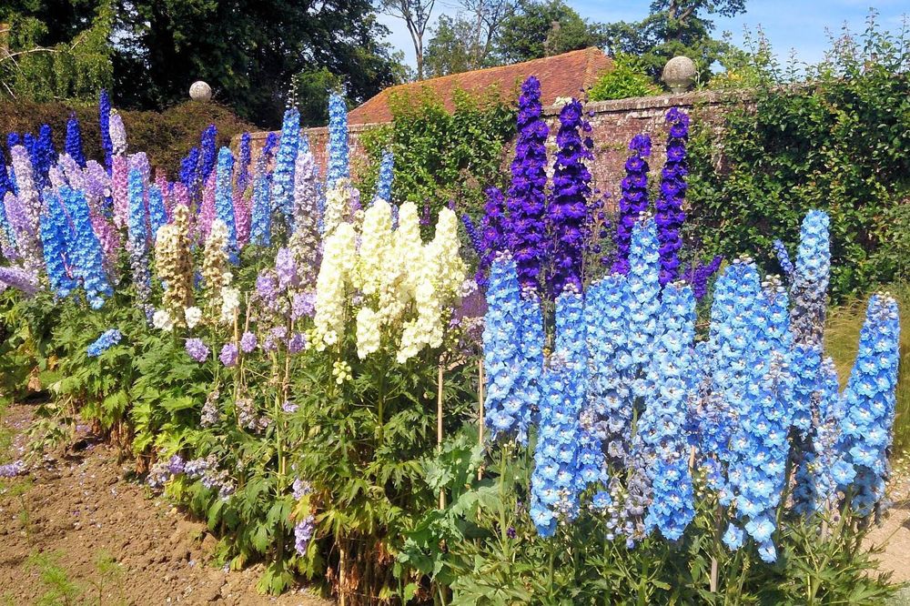 Флоксы многолетние