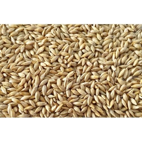 Продам ячмень семенной 150 тг